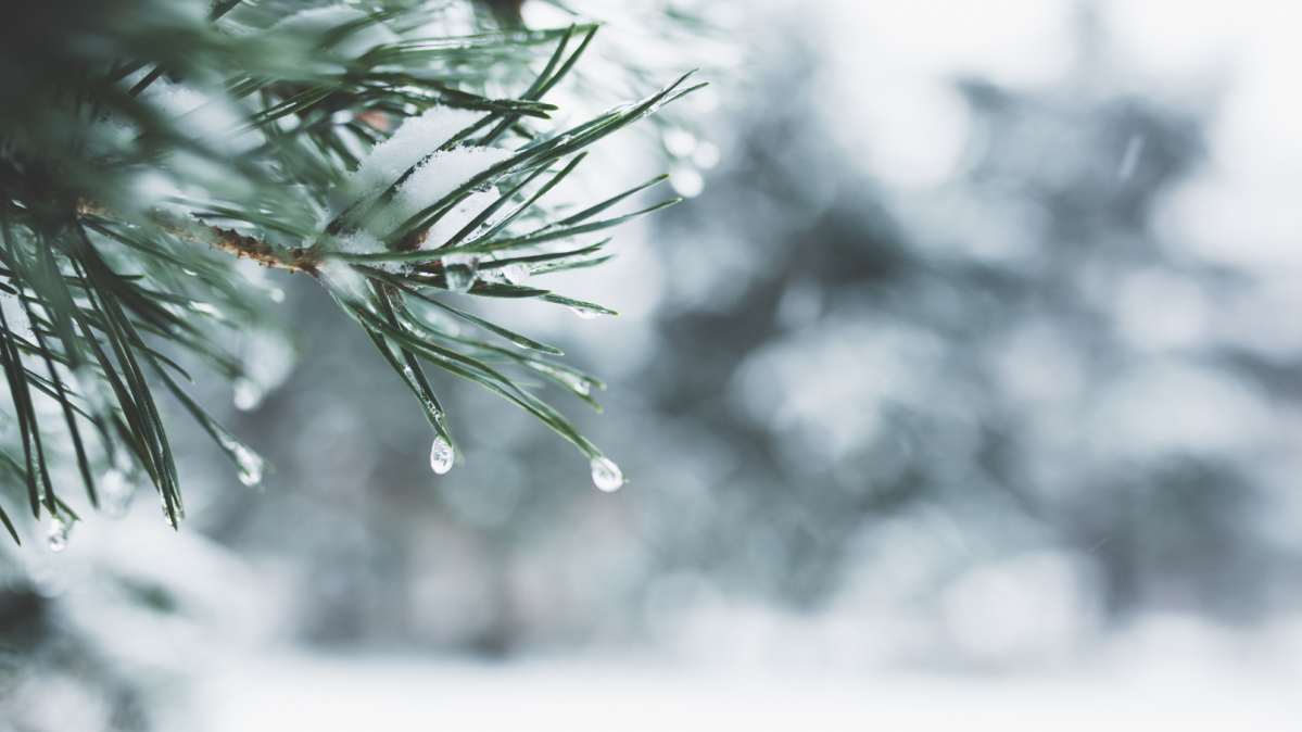 winter - ice on a pine tree