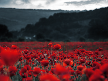 Red poppies in the field. Dark background of mountain and clouds.