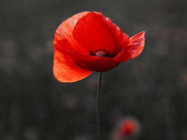 single poppy with black background