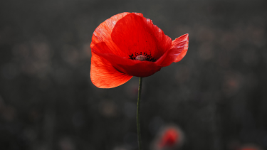 single poppy with black background